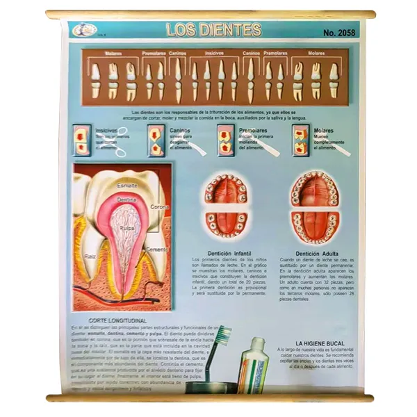 LAMINA PLASTIFICADA LOS DIENTES CON BASTON Marca LABESSA