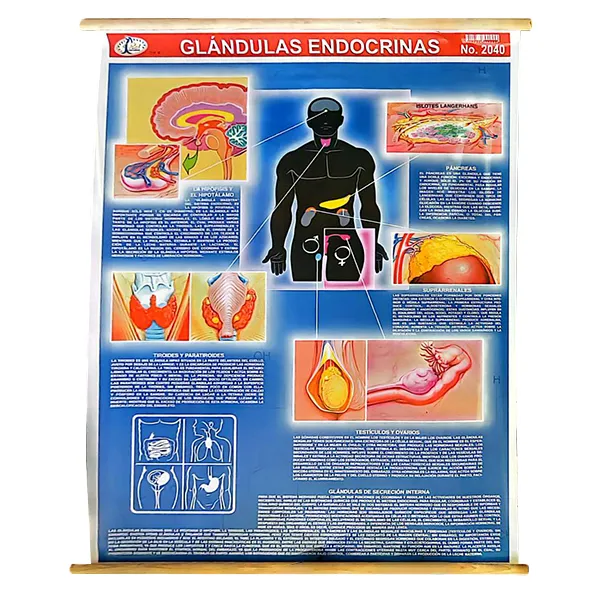 LAMINA PLASTIFICADA SISTEMA ENDOCRINO CON BASTON Marca LABESSA
