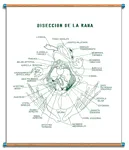 LAMINA PLUMO AGUA DISECCION DE RANA CON BASTON Marca LABESSA