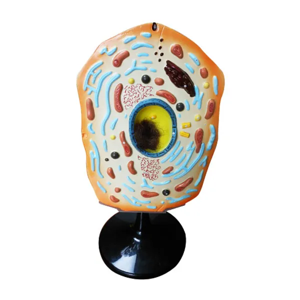 Modelo de celula animal 30 x 20 x 50 cm Marca LEEX