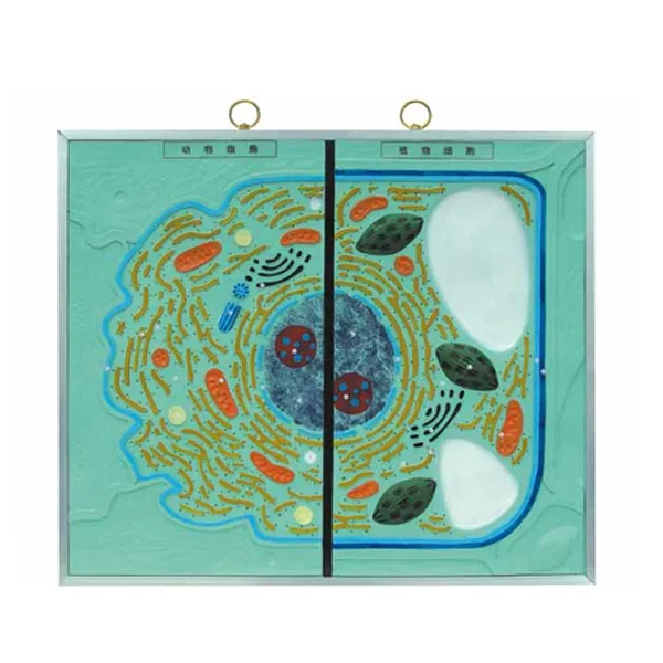 Modelo de celula animal y vegetal Marca LEEX