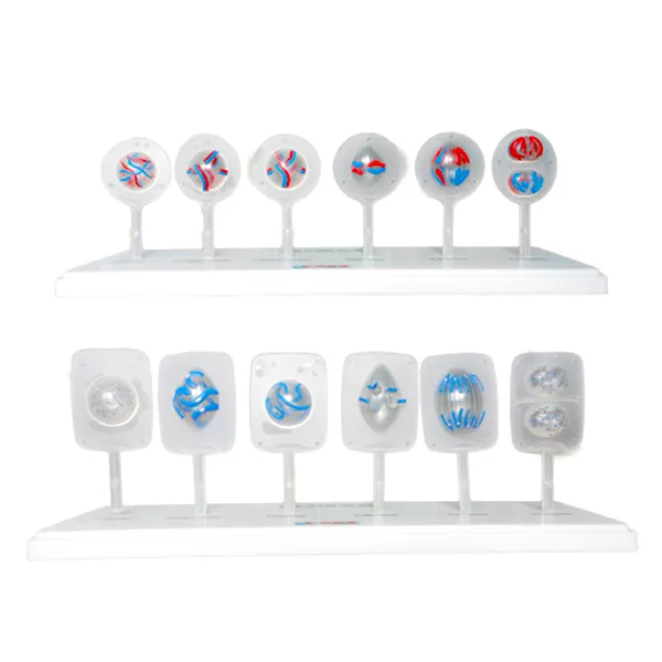 Modelo de celula animal y vegetal mitosis Marca LEEX