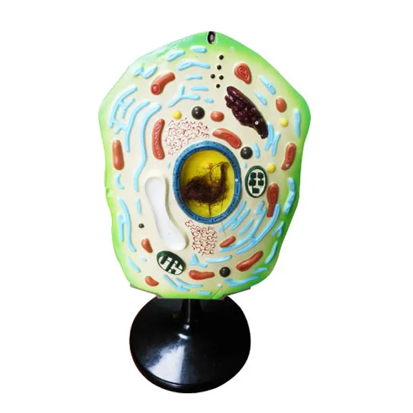 Modelo de celula vegetal 30 X 20 X 50 cm Marca LEEX