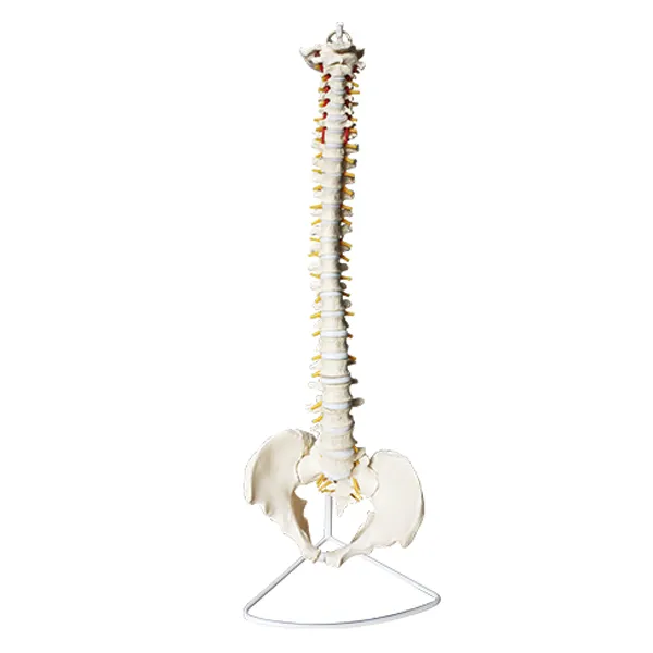 Modelo de columna con pelvis Marca LEEX