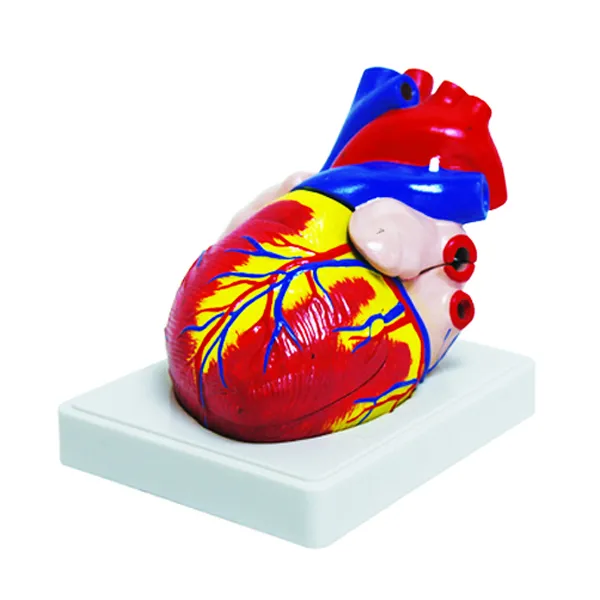 Modelo de corazon 2 1 3 partes Marca LEEX