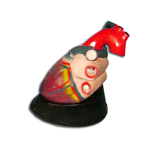 Modelo de corazon adulto tamaño natural Marca YACO