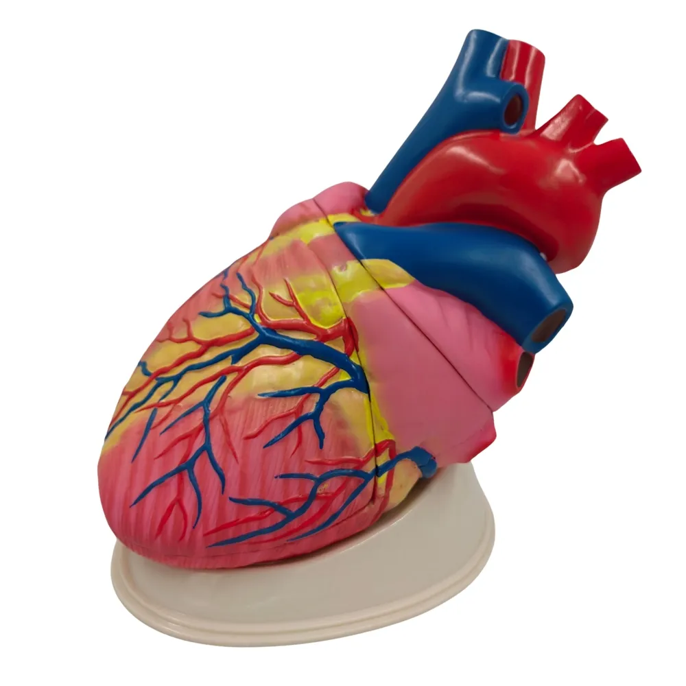 Modelo de corazon grande Marca LEEX