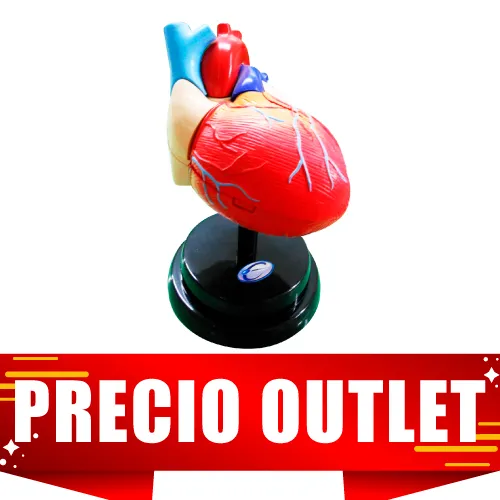 MODELO DE CORAZON PIMARIA Marca SCIENCE TIME