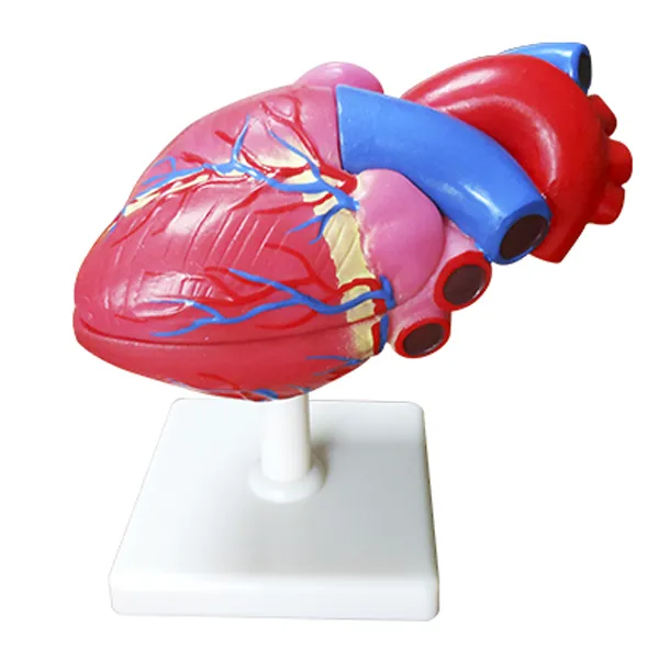 Modelo de corazon tamaño natural 2 partes Marca LEEX