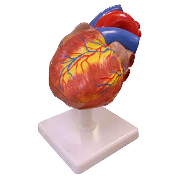 Modelo de corazon tamaño natural Marca LEEX