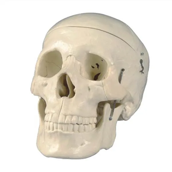 Modelo de craneo con cerebro Marca LEEX