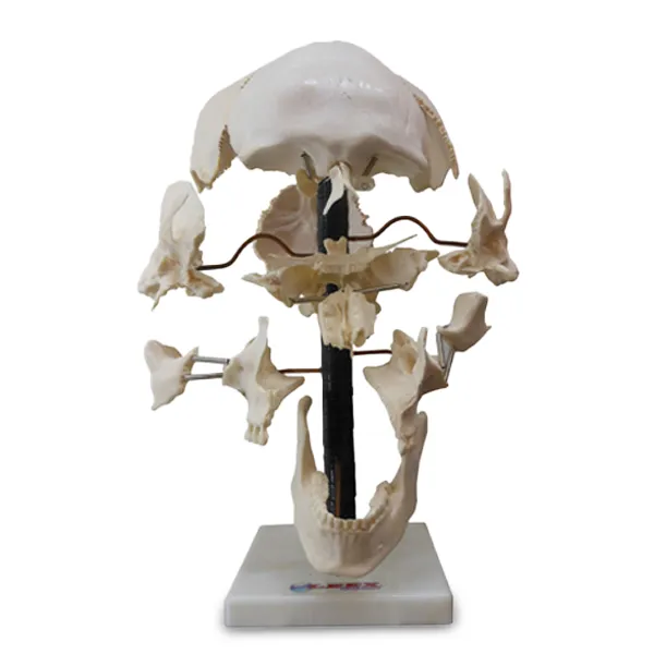 Modelo de craneo desarticulado Marca LEEX