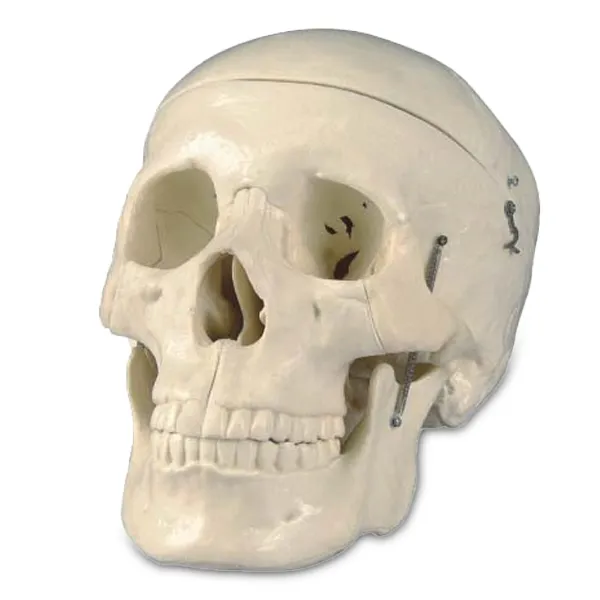 Modelo de craneo sin cerebro Marca LEEX