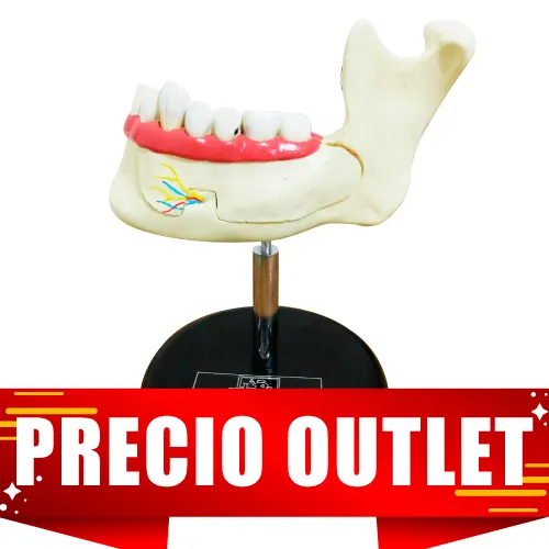 MODELO DE DIENTES MAXILAR Marca YACO