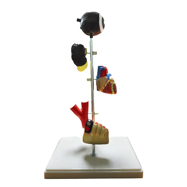 Modelo de efectos diabeticos 5 partes Marca LEEX