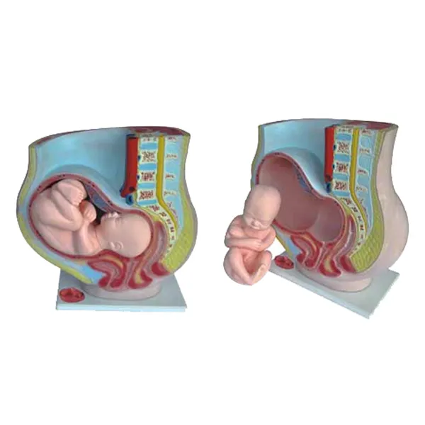 Modelo de embarazo Marca LEEX