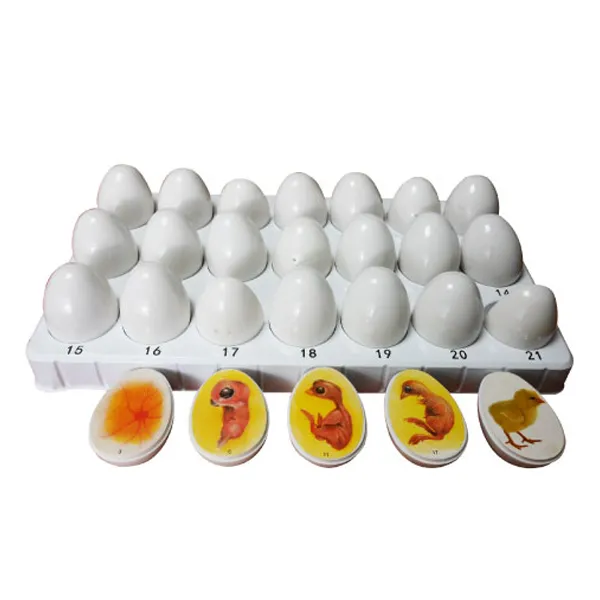Modelo de embrion de pollo 21 dias Marca LEEX