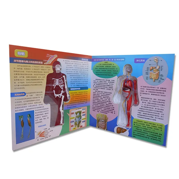 Modelo de esqueleto libro didactico Marca LEEX