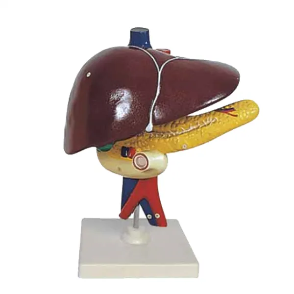 Modelo de Higado Marca LEEX