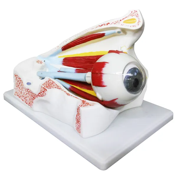 Modelo de ojo (orbita) 8 partes Marca LEEX