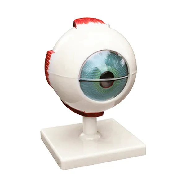 Modelo de ojo escala 5:1 Marca LEEX