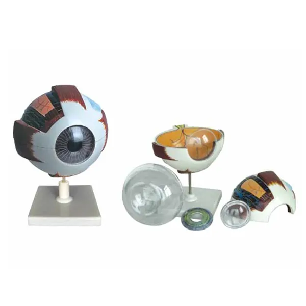Modelo de ojo escala 6:1 Marca LEEX
