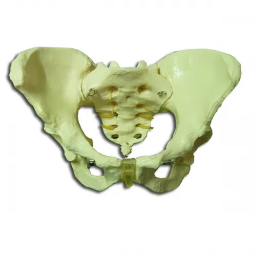 Modelo de pelvis femenina osea Marca YACO