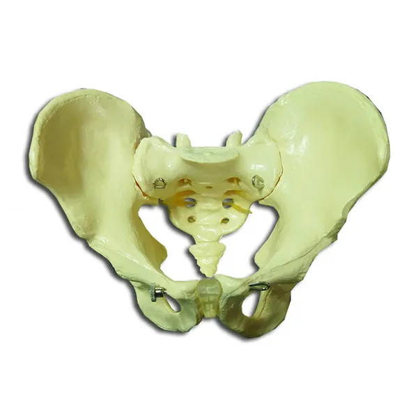 Modelo de pelvis masculina osea Marca YACO