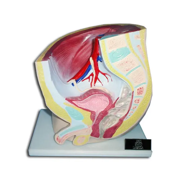 Modelo de pelvis masculina seccionada Marca IMPORT EQ