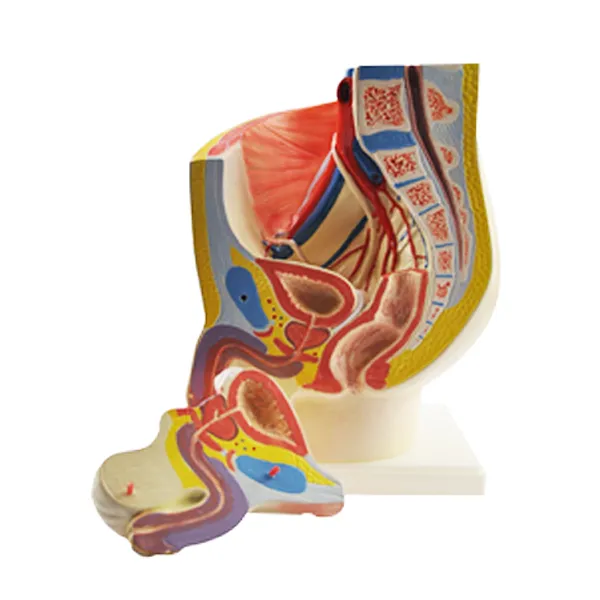 Modelo de pelvis masculina seccionada Marca LEEX