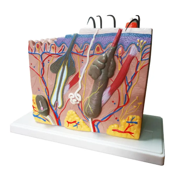 Modelo de piel 28 X 18 X 19 centimetros Marca LEEX