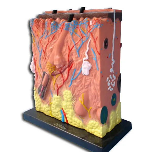 Modelo de piel Marca IMPORT EQ