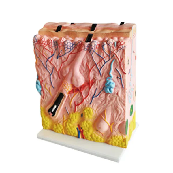 Modelo de piel Marca LEEX