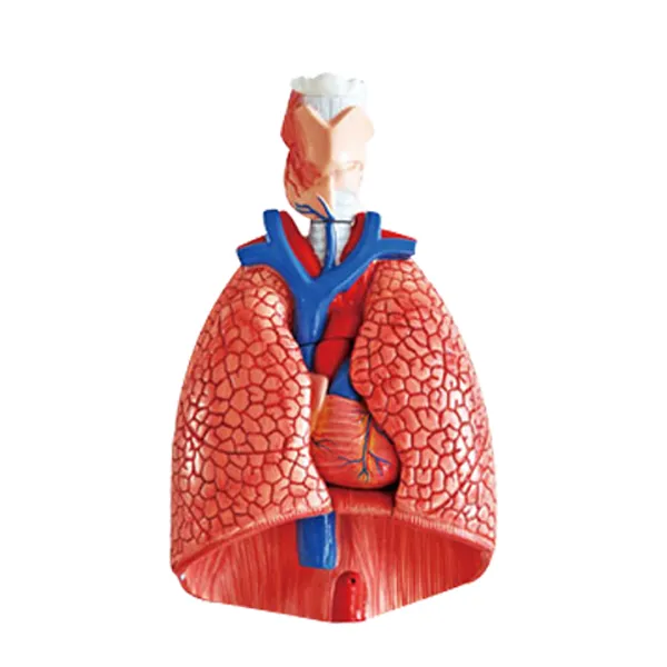 Modelo de pulmon Marca LEEX