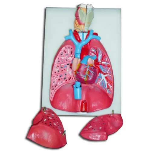 Modelo de pulmones naturales Marca YACO