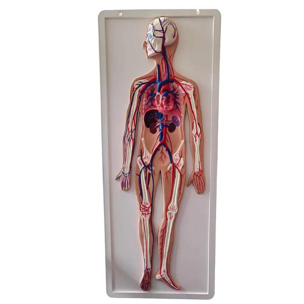 Modelo de sistema circulatorio relieve Marca LEEX