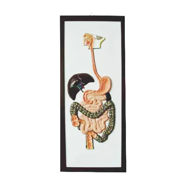 Modelo de sistema digestivo Marca LEEX