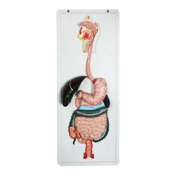 Modelo de sistema digestivo relieve Marca LEEX