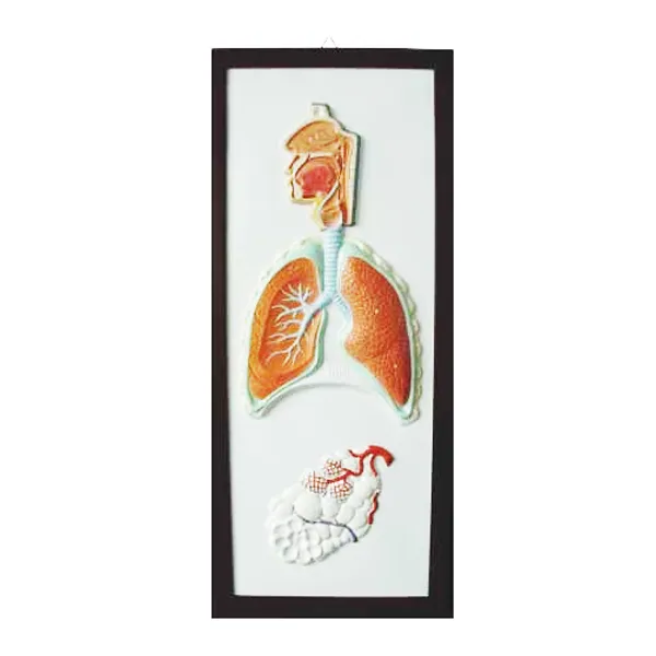 Modelo de sistema respiratorio Marca LEEX