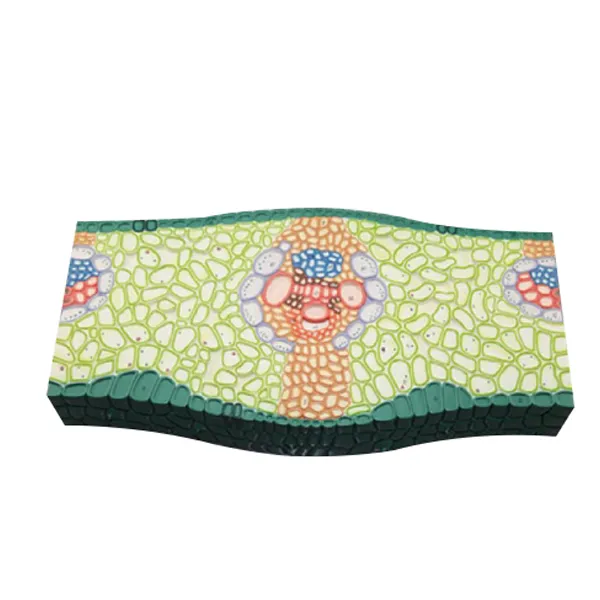 Modelo de Tallo monocotiledonea seccion Marca LEEX