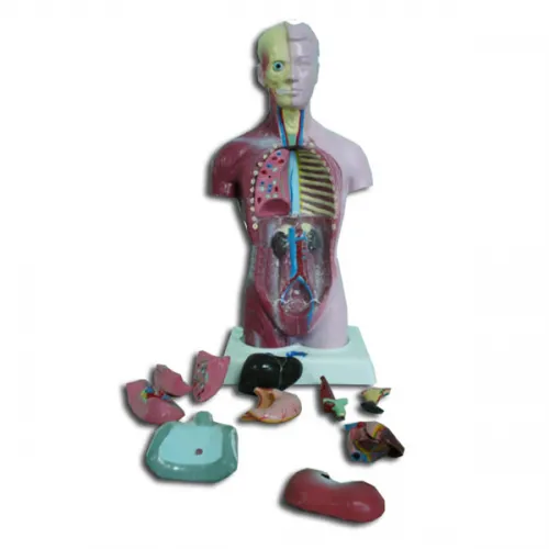 Modelo de torso humano masculino 28 centimetros Marca YACO