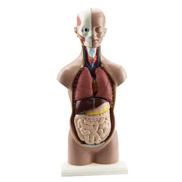 Modelo de torso humano masculino 50 centimetros Marca LEEX