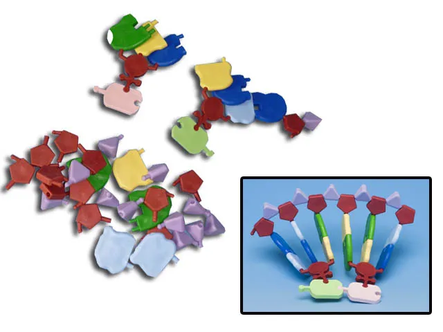 MODELO MOLECULAR ARN (ACIDO RIBONUCLEICO) Marca MOLYMOD