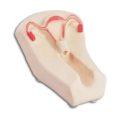 [MO7850] MODELO PARA COLOCACION DE DIU Marca LEEX