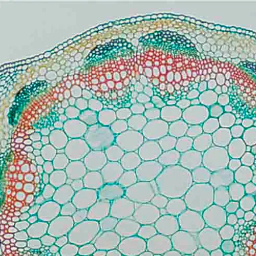 PREPARACION ALFALFA (TALLO) C.S. Marca LEEX