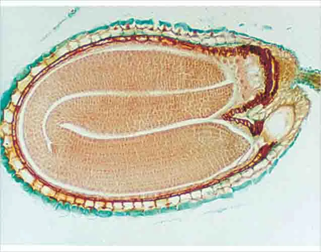 PREPARACION CAPSELLA EMBRION MADURO SEC. Marca LEEX