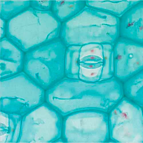 PREPARACION COMMELINA COMMUNIS (EPIDERMIS) W.M. Marca LEEX