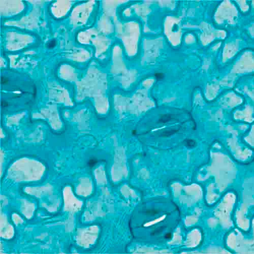 PREPARACION FRIJOL (EPIDERMIS INTERIOR HOJA) W.M Marca LEEX