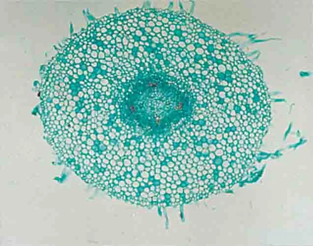 PREPARACION FRIJOL (RAIZ) C.S. Marca LEEX