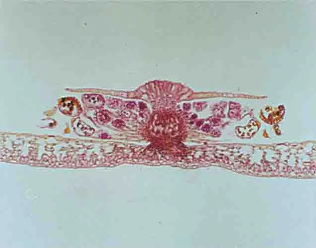 PREPARACION HELECHO (HOJA) C.S. Marca LEEX